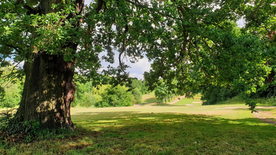 Oak Tree on Bushey Hall Golf Course